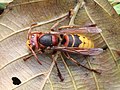 * Nomination The European hornet, Latvia --AfroBrazilian 18:09, 19 June 2018 (UTC) * Promotion  Support Good quality. --Ermell 20:30, 19 June 2018 (UTC)