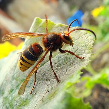 Vespa crabro