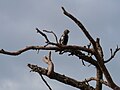 Village Indigobird (Vidua chalybeata) MaleY