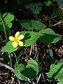 Pioneer Violet (Viola glabella)