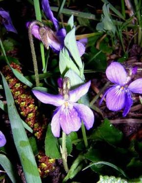 Description de l'image Viola hirta1.jpg.