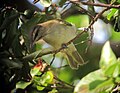 Thumbnail for File:Vireo altiloquus Verderón Canoro Black-whiskered Vireo (15575184801).jpg