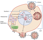 Influenza vírus genetikai replikációja