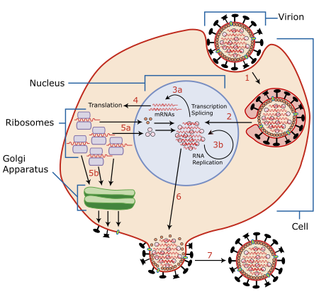 ไฟล์:Virus_Replication_large.svg