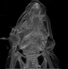 Volume rendering of reconstructed CT of a mouse skull VolRenderShearWarp.gif