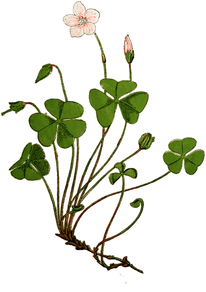 File:WWB-0033-011-Oxalis acetosella-crop.png