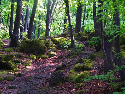 Wanderweg durch den Buchenwald