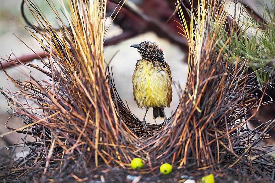 A new featured picture: western bowerbird by JJ Harrison: Ptilonorhynchidae Is a mouthful to say.