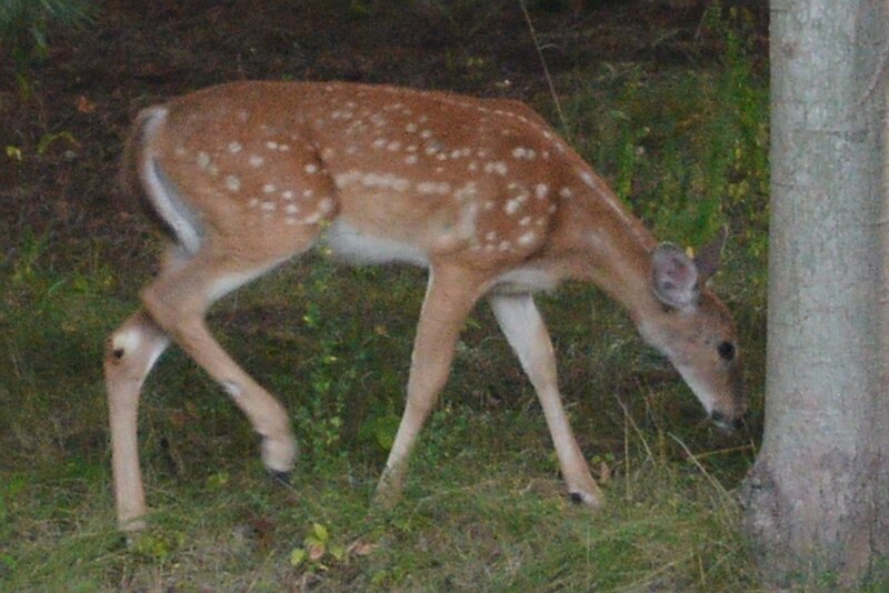 File:White-tailed Deer (Odocoileus virginianus) - Guelph, Ontario 02.jpg