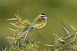 Thumbnail for White-throated bee-eater