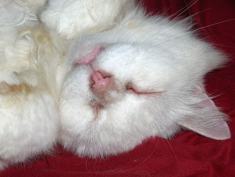 File:White cat sleeping.JPEG