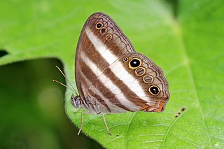 <i>Pareuptychia ocirrhoe</i> Species of butterfly