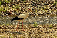 State Bird of Ukraine