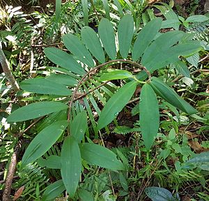 Cheilocostus Speciosus