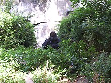 Bobo's successors live in a modern landscaped enclosure with glass panels that allow visitors to get up close without disturbing the gorillas. Wparkgorilla.JPG