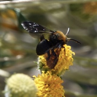 <i>Brachymelecta larreae</i> Species of bee
