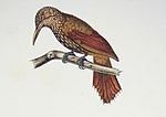 Thumbnail for Ocellated woodcreeper