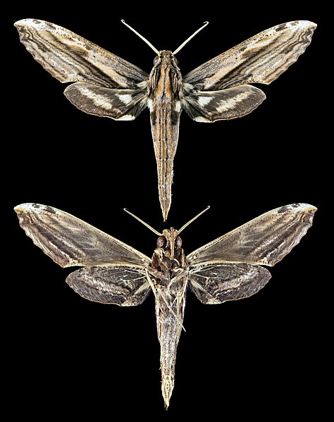 File:Xylophanes guianensis MHNT CUT 2010 0 304 Kourou Guyane male.jpg