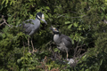 Two adults at a nest with young.