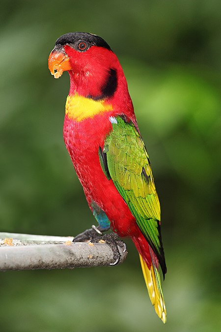 Yellow-bibbed-Lory03.jpg