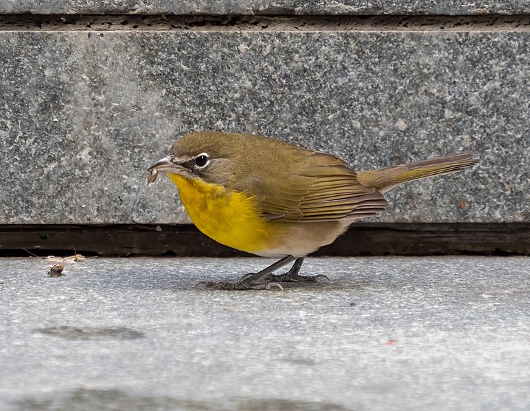 File:Yellow-breasted chat eating a snail (06390).jpg