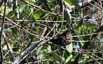 Thumbnail for File:Yellow-green Vireo nest - Flickr - GregTheBusker.jpg