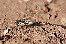 Yellow-striped hunter dragonfly.jpg