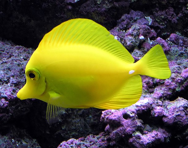 The usually placid yellow tang can erect spines in its tail and slash at its opponent with rapid sideways movements