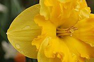 Yellow Daffodil Narcissus Closeup 3008px.JPG