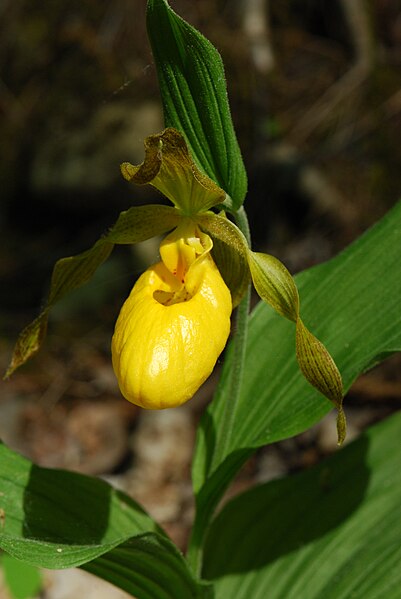 File:Yellow Lady's-Slipper (Cypripedium parviflorum) - 4698679626.jpg