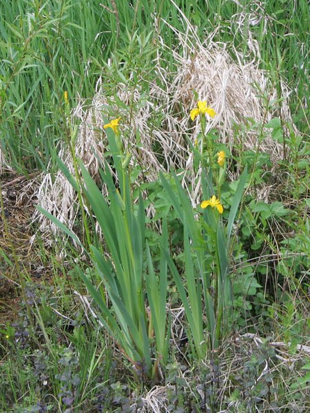 File:Yellow iris (Iris pseudacorus) - geograph.org.uk - 816258.jpg