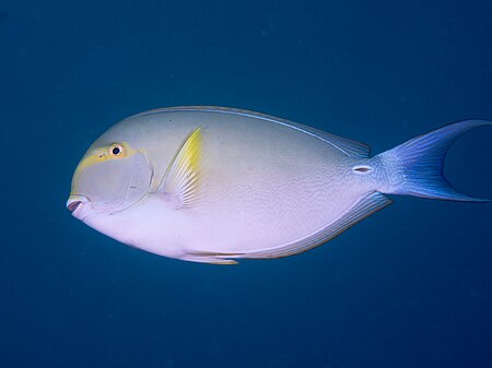 Tập_tin:Yellowfin_surgeonfish_(Acanthurus_xanthopterus)_(49509647151).jpg