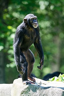 A chimpanzee standing on two legs. Young Chimp on Two Legs (19721262411).jpg