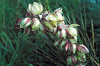 <i>Yucca neomexicana</i> Species of flowering plant