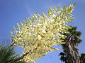 Yucca rostrata 3c.JPG