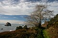 Le long du Coastal Trail, dans le parc national de Redwood.