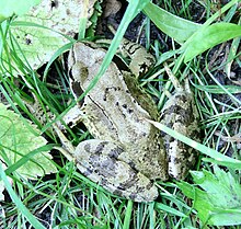 Fig. 2 Grenouille rousse, les replis latéraux-dorsaux se resserrent derrière les épaules et une marque sombre en forme de ∧ est visible sur le dos