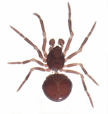 Zealanapis ер dorsal.jpg