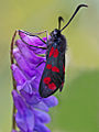 六星灯蛾 Zygaena filipendulae