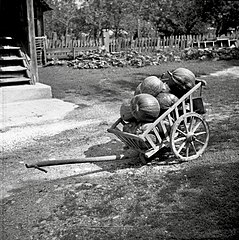 "Otroški voziček" z bučami. Če je večji mu pravijo šajtrga, Dolenje Gradišče 4, pri Blaževč 1952.jpg