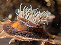 Brooding anemone (Handactis nutrix)