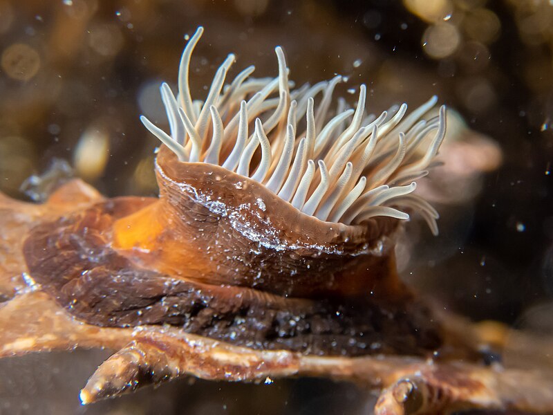 File:(01) Handactis nutrix (Stuckey, 1909) - brooding anemone.jpg