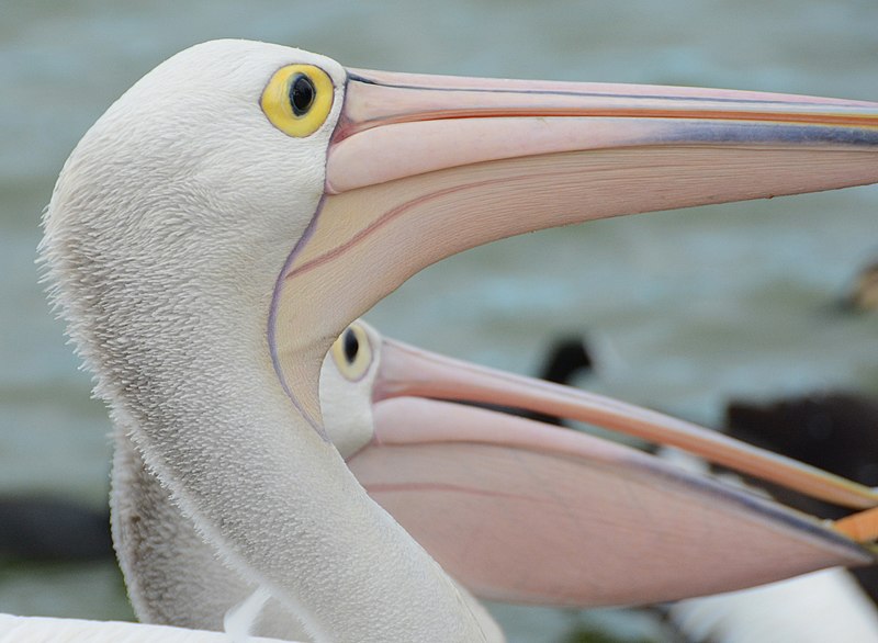 File:(1)pelican Centennial Park-4.jpg