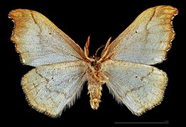 Falcaria lacertinaria – mounted specimen male ventral