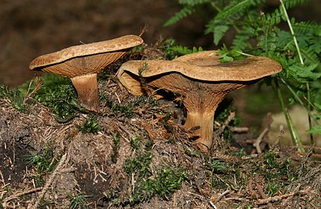 Paxillus