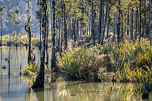 Ōkārito + Whitebaiting • Nimmo • MRD 14.jpg