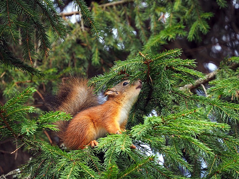 File:Бельчонок нюхает хвою ели.jpg