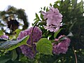 * Nomination Rosy tenderness --Elizabeth Valerievna 19:00, 26 June 2020 (UTC) * Decline Insufficient quality. Blurred flower, overexposed background. --A.Savin 23:01, 26 June 2020 (UTC)
