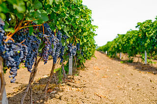 <span class="mw-page-title-main">Wine production in Odesa Oblast</span>