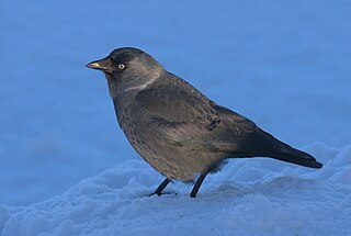 <span class="mw-page-title-main">Western jackdaw</span> Species of bird in the crow family Corvidae